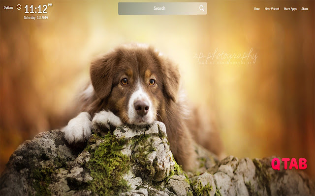 Border Collie Wallpapers Border Collie Tab