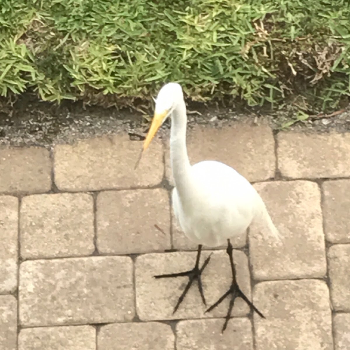 Cattle egret