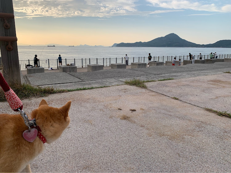 レパードの愛犬とドライブ・豆柴の居る暮らし・不具合発生・帰宅して確認・次から次へとに関するカスタム事例の投稿画像2枚目