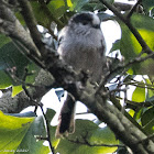 Long-tailed Tit