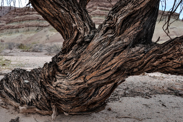 Albero di bennardo