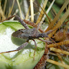 Leaf-footed bug