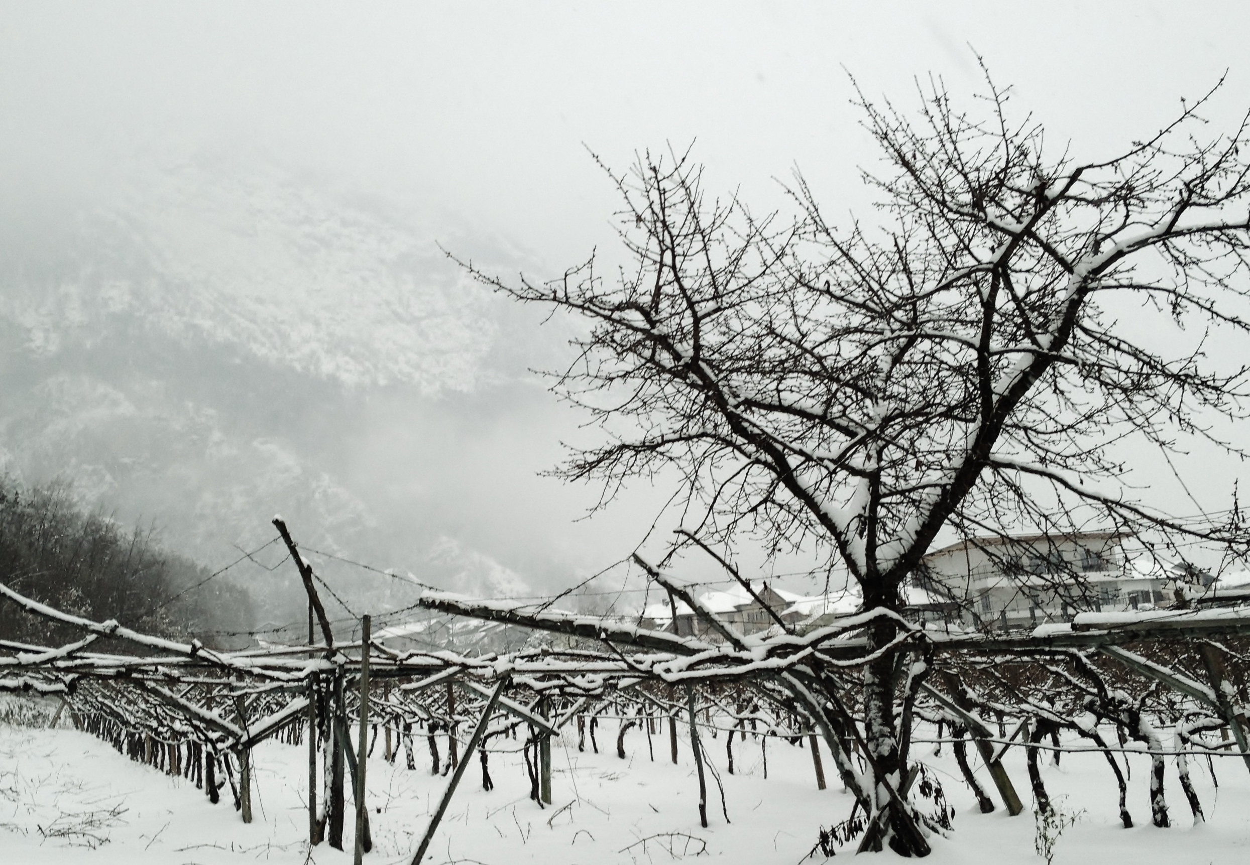 attimi d'inverno di chiara.anselmilp