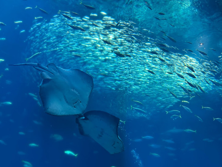 レヴォーグの大洗磯前神社・ガールズ&パンツァー・アクアワールド茨城県大洗水族館・水族館ハシゴ・水族館は癒しデス(*´艸`*)♡に関するカスタム事例の投稿画像14枚目