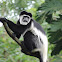 Colobus monkey