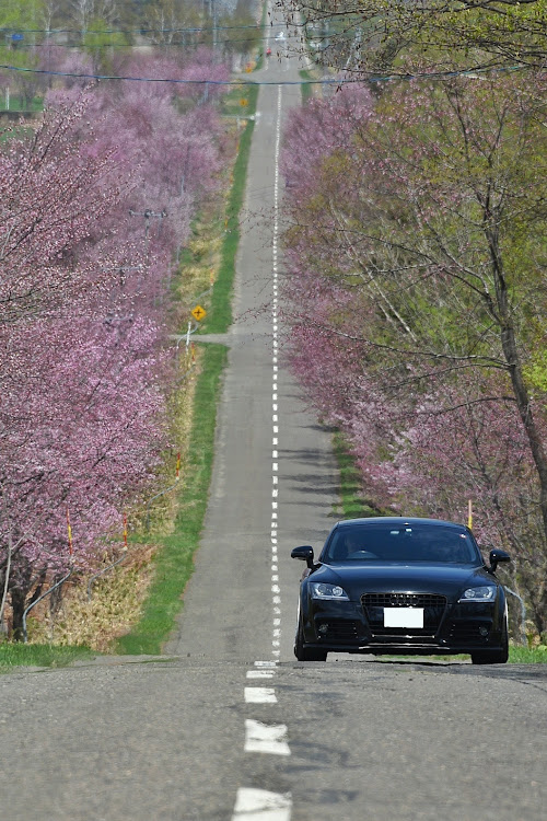 TT クーペの桜と愛車・桜並木・北海道・アウディのある生活に関するカスタム事例の投稿画像2枚目