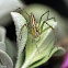 Lean Lynx Spider