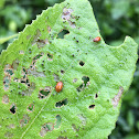 flea beetle