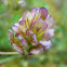 Large-flower Hop Clover