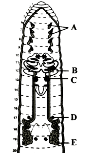 Earthworm - Morphology & Anatomy