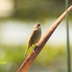 Palm Warbler