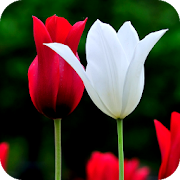 Flower Wallpapers 2.4 Icon