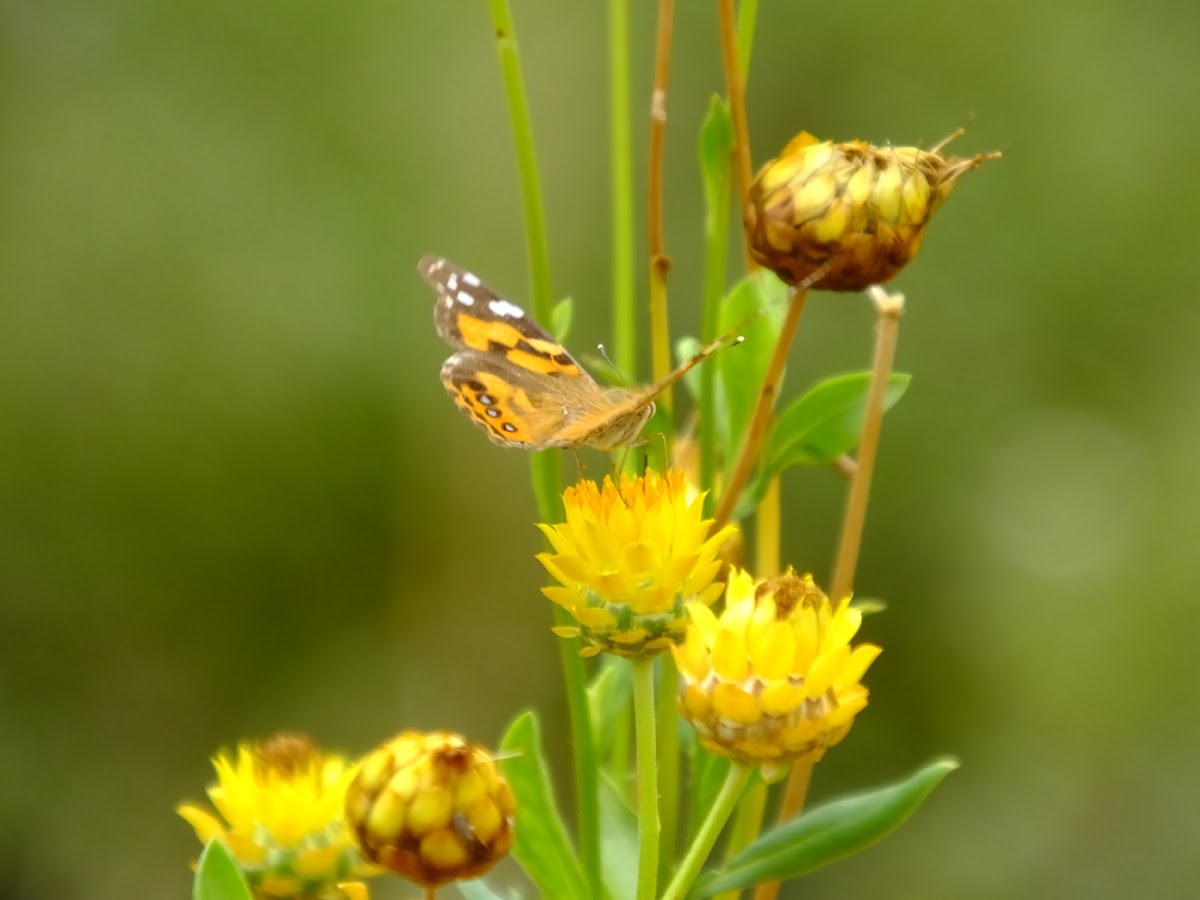 Australian painted lady