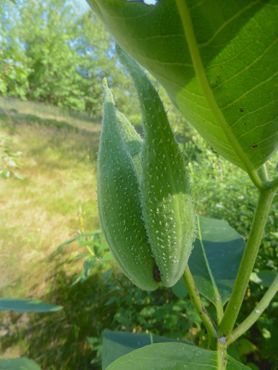 Common Milkweed