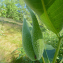 Common Milkweed