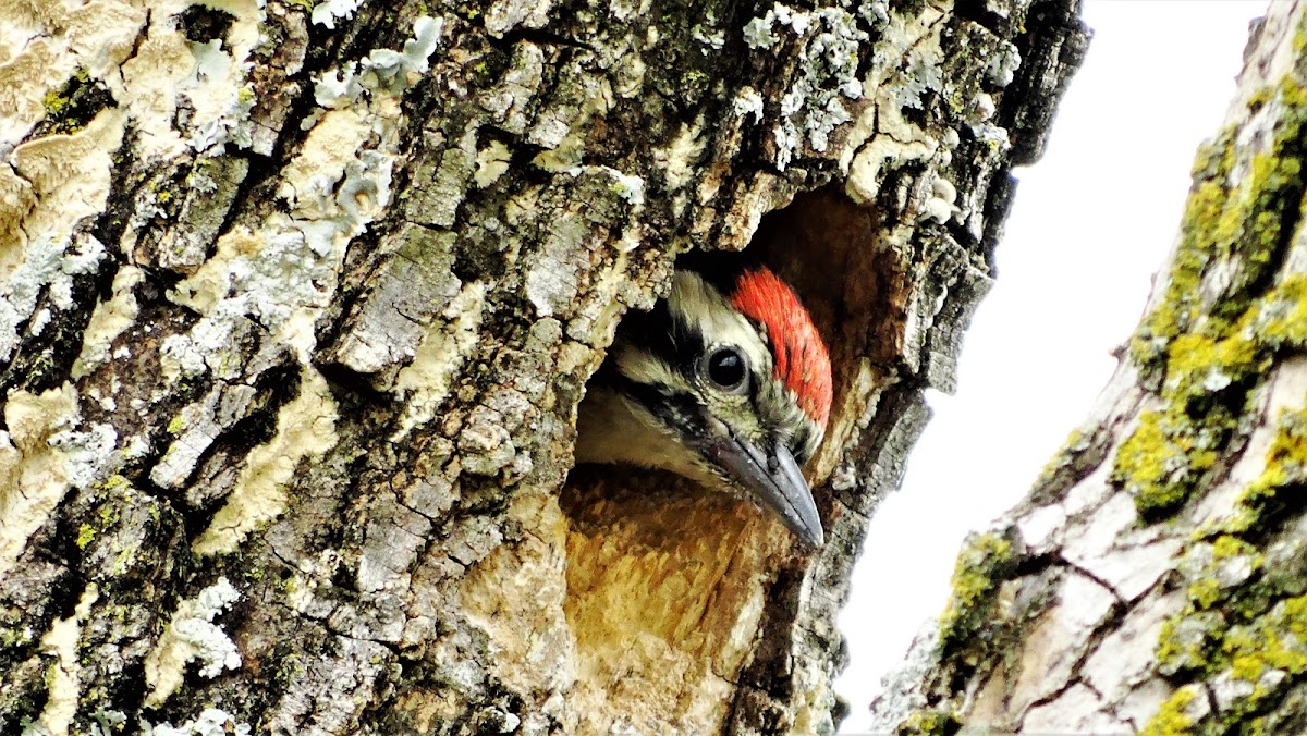 Ladder-backed Woodpecker