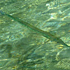 Needlefish