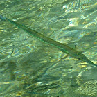 Needlefish