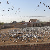 Demoiselle Crane