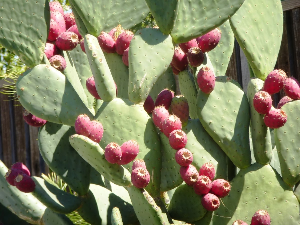 Prickly pear cactus