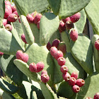 Prickly pear cactus