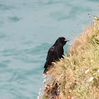 Jackdaw