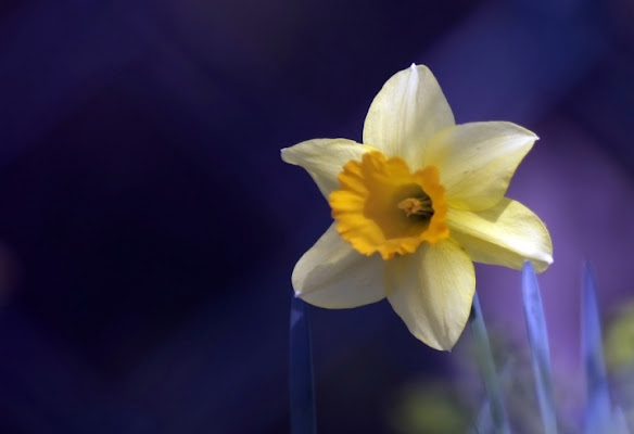 Aria di primavera di defluca