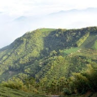 嘉義梅山二尖山休閒茶園