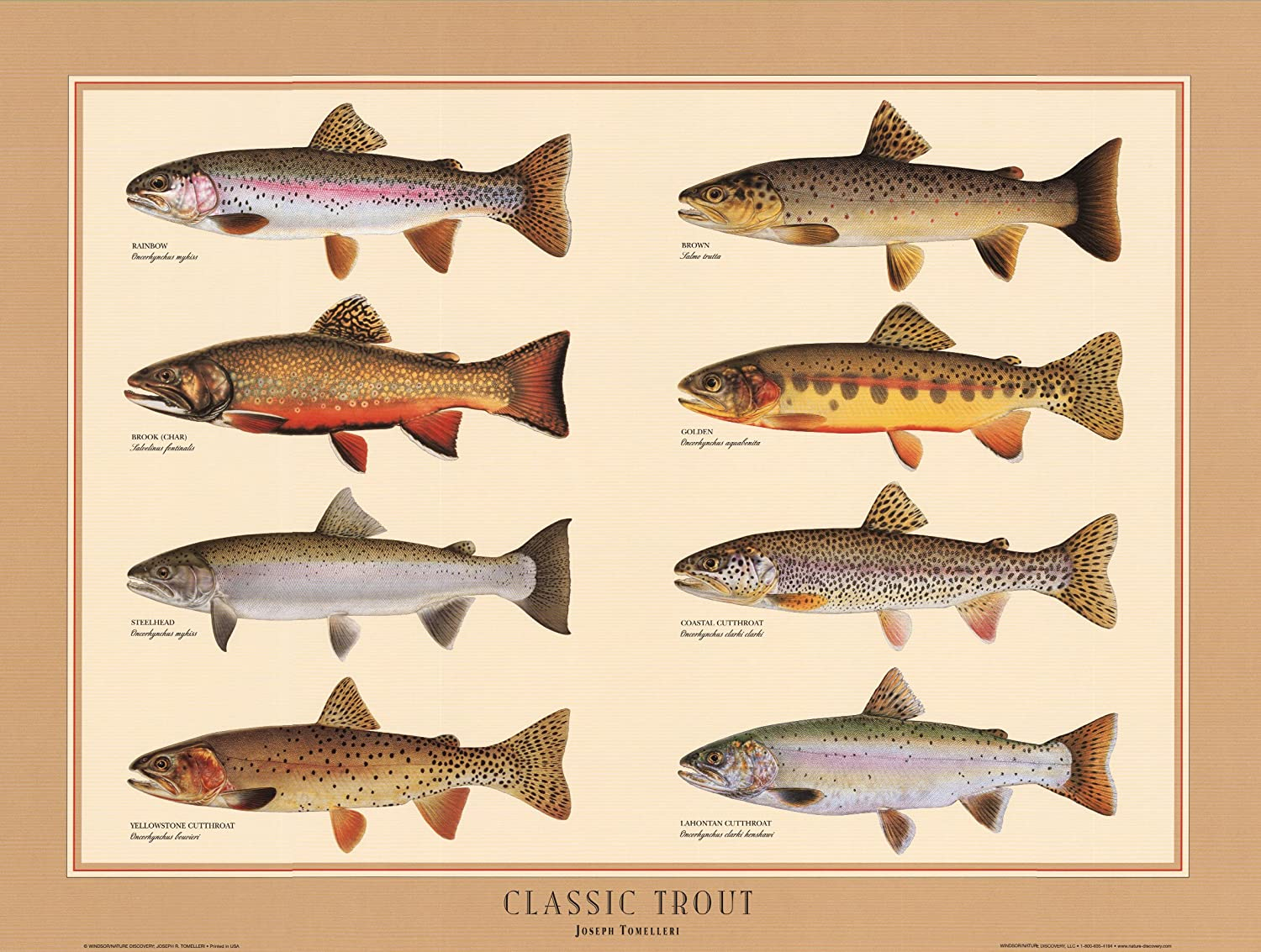 Types of trouts