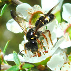 Native bee