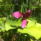 Red trillium