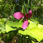 Red trillium