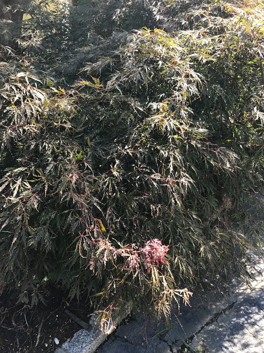 Japanese Maple