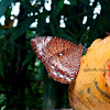 Common palmfly