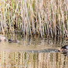 Little Grebe