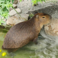 阿嬤蔥油餅