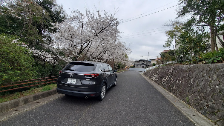 CX-8の広島・桜・4月もよろしくお願い致します🌸・サクラと愛車に関するカスタム事例の投稿画像2枚目