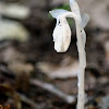 Indian Pipe