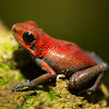 Strawberry Poison-dart Frog