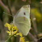 Small White