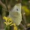 Small White