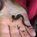 Brownback Salamander