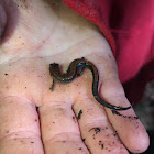 Brownback Salamander