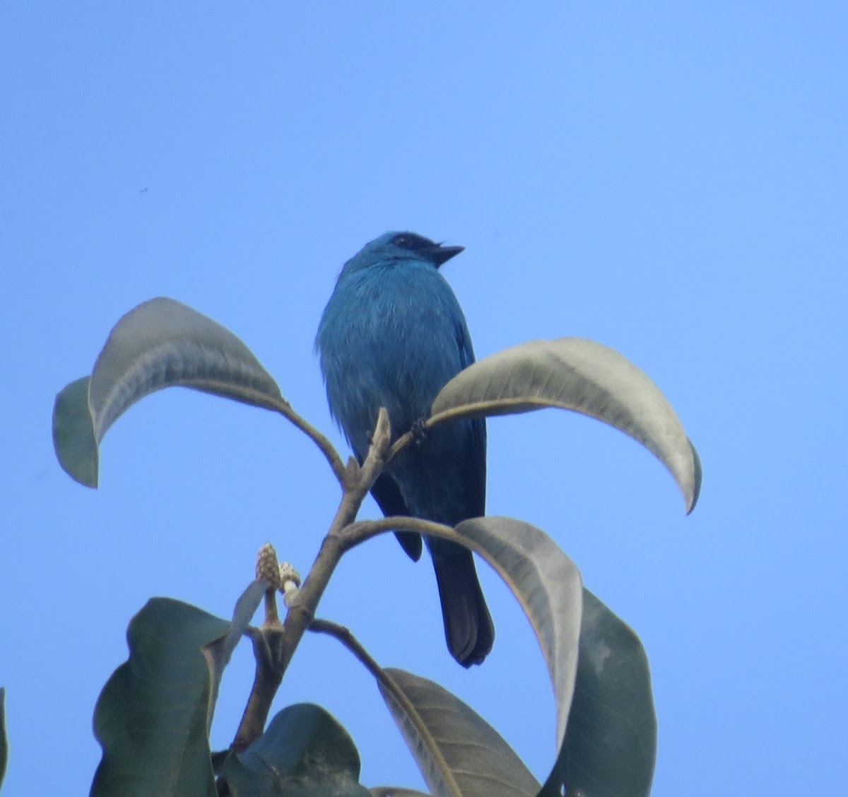 Verditer Flycatcher