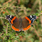 Red Admiral