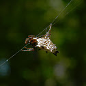 Female spiny-bellied orb weaver, spined micrathena