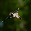 Female spiny-bellied orb weaver, spined micrathena