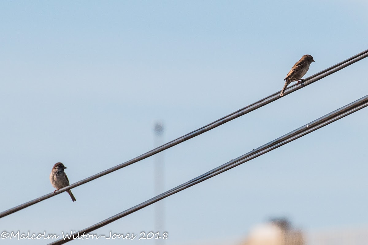 House Sparrow