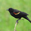 Red-winged blackbird