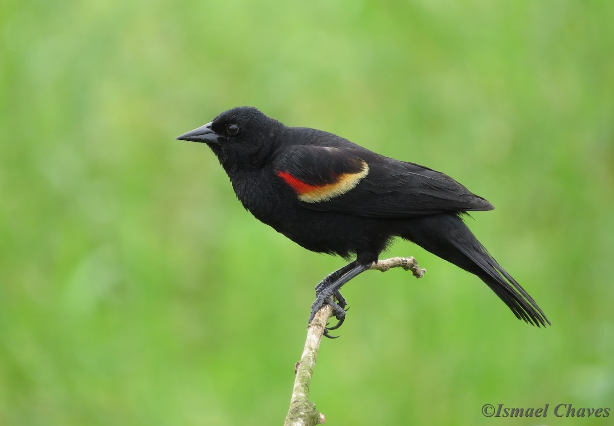 Red-winged blackbird